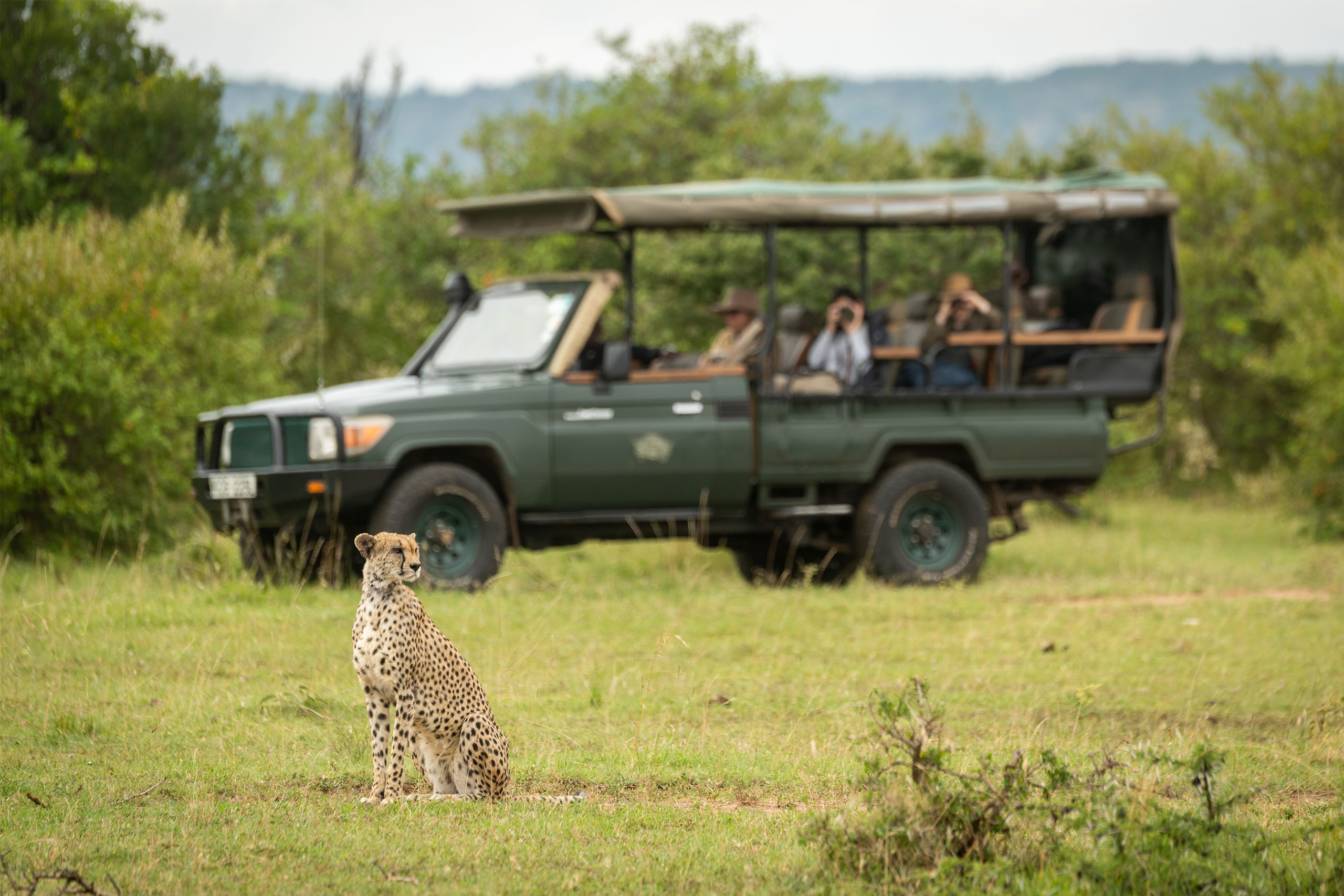 Safari